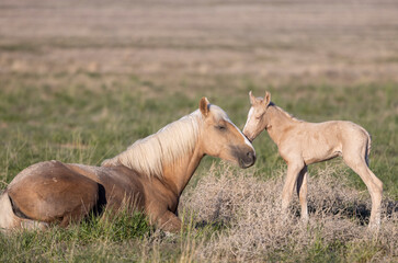 Obraz premium Wild Horse Mare and Her Foal in Springtime in the Utah Desert