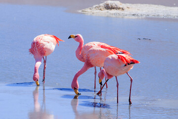 Laguna Hedionda flamingos, Bolivia
