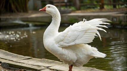 Obraz premium White goose stretching its wings near a pond in a park, showcasing its elegant plumage and natural beauty