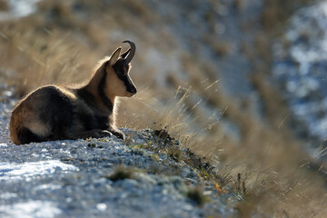 chamois