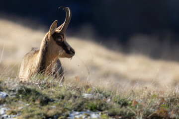 chamois