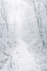 Winter landscape, white frost on trees and branches on a cold foggy day, snow-covered path in the forest.