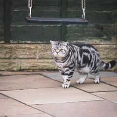 A gray and black cat in a back yard