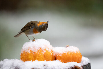 European Robin (Erithacus rubecula) shakes its head, looking upwards, whilst standing on top of a pair of snow-covered, orange, mini pumpkins in early, November, snow fall. Yorkshire, UK