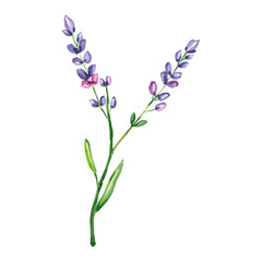 Obraz premium Lavender flowers painted in purple and green.