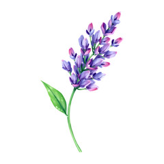 Naklejka premium Lavender flowers painted in purple and green.