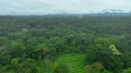 Cameroon’s Forests,Africa - May 18th 2024 -Explore the lush beauty of Cameroon’s forests 🌿✨ A true haven for nature and adventure
