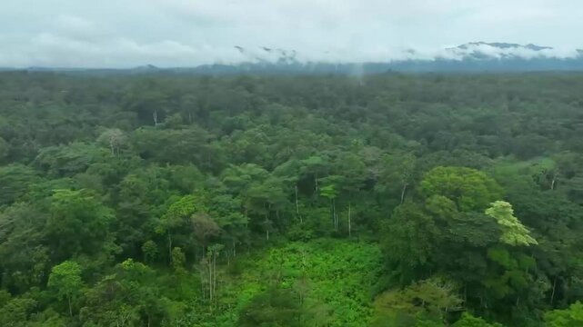 Cameroon’s Forests,Africa - May 18th 2024 -Explore the lush beauty of Cameroon’s forests 🌿✨ A true haven for nature and adventure
