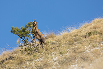 chamois on the plant