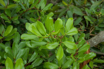 Panorama of tropical mangrove forest in Aceh Province, Indonesia.