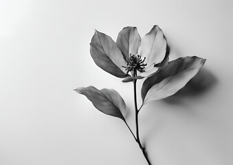 Fototapeta premium one minimalist botanical floral smoky art on white light background