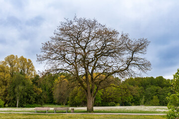 Single large tree in a grassy park with benches,  trees in the background with a blue sky.