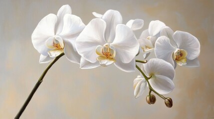 Obraz premium Delicate white orchid flower arrangement on a soft, light background, emphasizing petals and floral details, elegance, nature, botanical beauty, floral design.