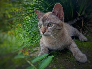cat in the garden
