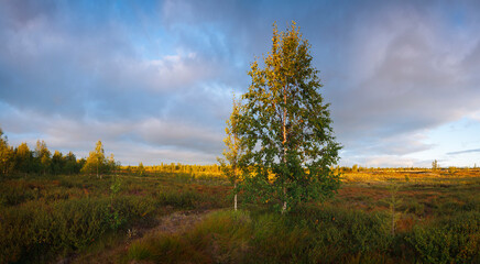 A tree is in the middle of a field. The sky is cloudy and the sun is shining