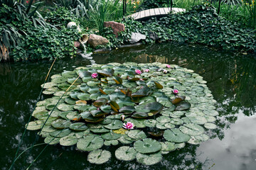 Pond with water lilies, pink blooms, and surrounding green foliage