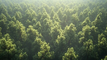 Fototapeta premium Birds eye view of thick forest during autumn sunrise with fog.
