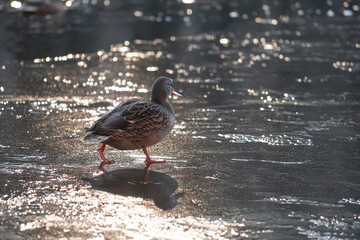 Female mallard duck on ice.City birds.Winter.Place for text