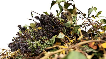 Dried Berries and Twigs Form Autumnal Composition