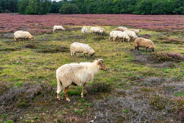 Fototapeta premium sheep in the field
