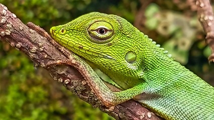 green chameleon on a branch