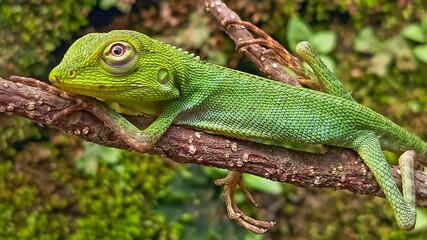 chameleon on a branch