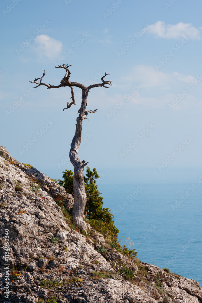Aufkleber a tree is standing on a rocky hillside. the tree is bare and has no leaves. the sky is blue and ther