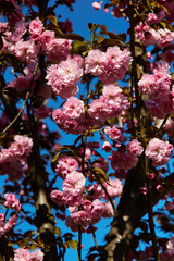 Cherry blossoms in sunlight against a vivid blue spring sky