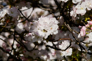 White blossoms with a bee on a branch in spring sunlight