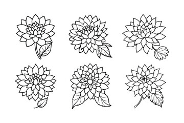 chrysanthemum flower line art vector illustration