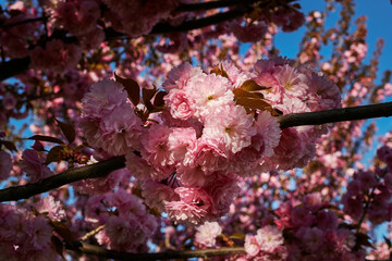 Close-up of pink cherry blossoms illuminated by soft sunlight