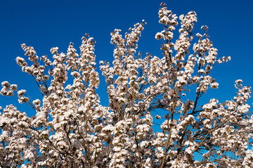Cherry blossoms blooming against a vivid blue sky in spring