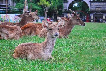 a herd of deer roaming the green field