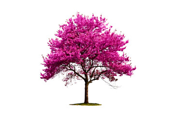 Vibrant pink blossom tree with lush foliage on transparent background for sale.