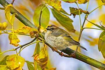 Golden-crowned Kinglet