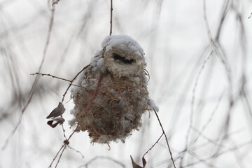 A penduline tit nests on a tree branch on the river bank