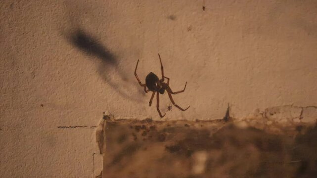 Araign&eacute;e dans sa toile et ses petits 