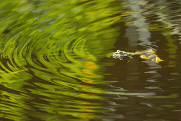 light waves on the lake in the sunlight, gentle structure on the pond,  green ring pattern, green rings on the pond, frog in the rings, green and dark water, reflection of plants, legs frog  