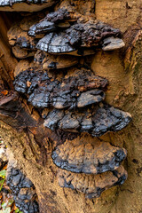Fungi growing on tree in woodland