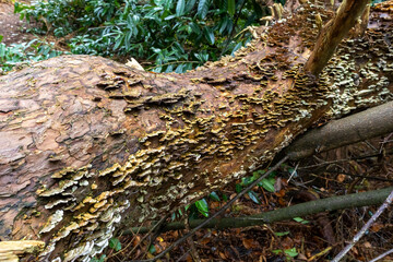 Fungi growing on tree in woodland