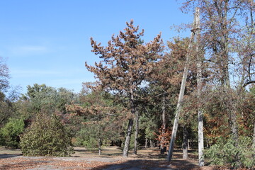 Sunny day park tree in the park electric pole