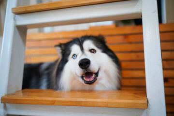Portrait of a cute Siberian Husky puppy with beautiful eyes and fluffy white and black fur
