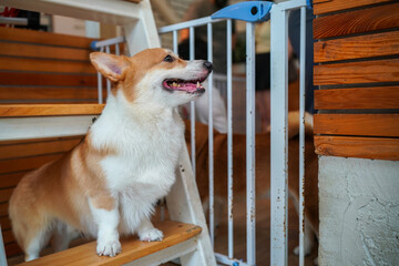 A cute brown and white Shiba Inu puppy sitting in a cage