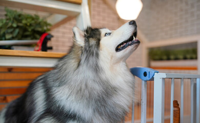 A playful husky puppy with black and white fur sitting on a fence