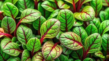 Close-up View of Lush Green Leaves with Striking Red Veins, a Display of Nature's Exquisite Detail