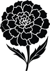 Marigold flower on a white background