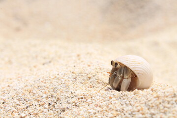 seashell on the beach