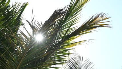 Close up sunset through leaves palm tree. Morning sun nature summer background. palm tree leaf swaying wind sunrise. Naturally lit scenes golden hour evening in Dubai - Powered by Adobe