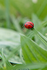 ladybird on a leaf