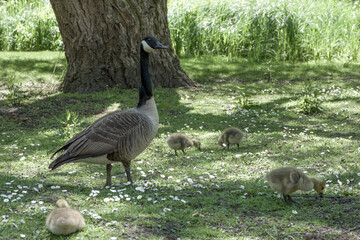 Canada goose branta canadensis with family of goslings
